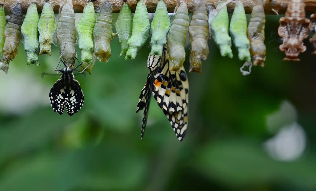 le papillon est un organisme multicellulaire le papillon est un organisme multicellulaire