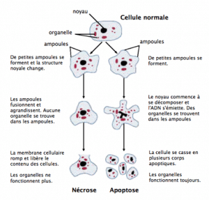 Dans un organisme multicellulaire une cellule a deux façons de mourir la nécrose ou l'apoptose Dans un organisme multicellulaire une cellule a deux façons de mourir la nécrose ou l'apoptose