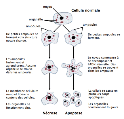illustration apoptose et nécrose illustration nécrose et apoptose