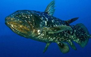 Le coelacante, communique avec des sons