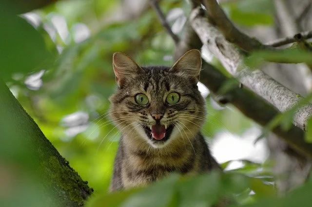 La schizophrénie pourrait venir du chat