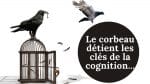 intelligence des corbeaux